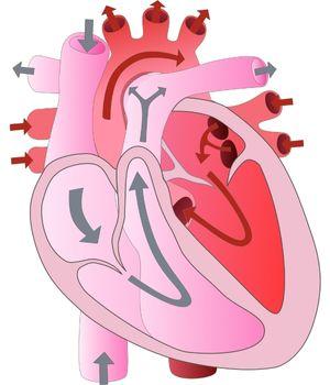 Healthy Blood Flow Through the Heart Diagram
