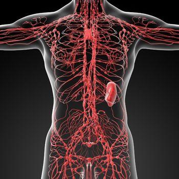 Human Lymphatic System